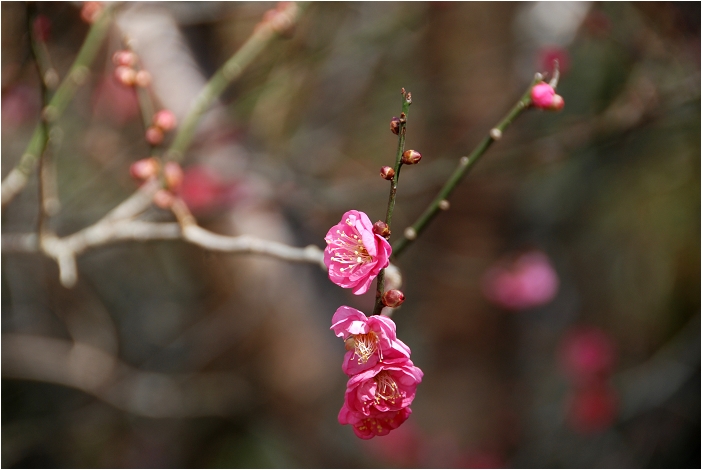 【台中 景點】武陵農場。雪霸國家公園 | 秋楓、落羽松