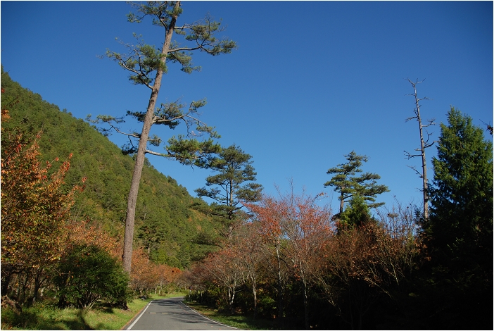 【台中 景點】武陵農場。雪霸國家公園 | 秋楓、落羽松