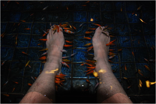 【宜蘭】另類的腳底按摩。溫泉魚SPA
