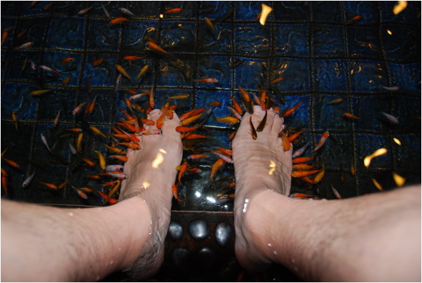 【宜蘭】另類的腳底按摩。溫泉魚SPA