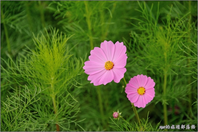 【台中 花季】新社花海 | 2013台中國際花毯節