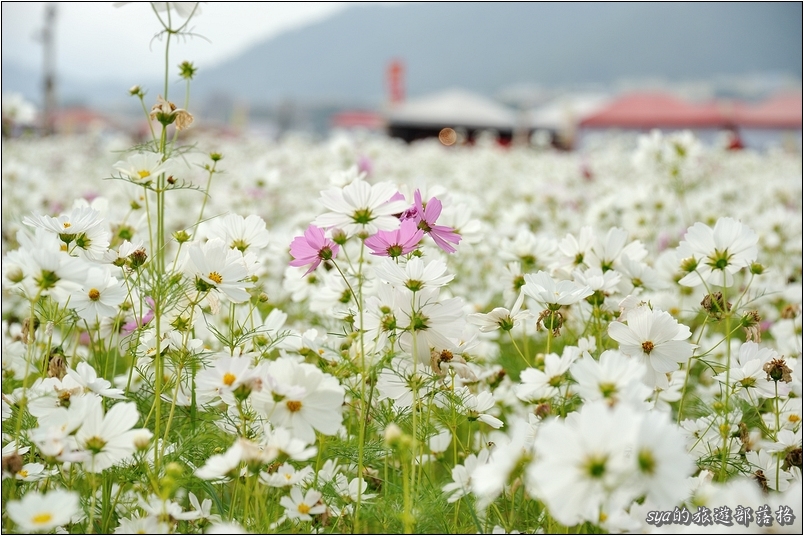 【台中 花季】新社花海 | 2013台中國際花毯節