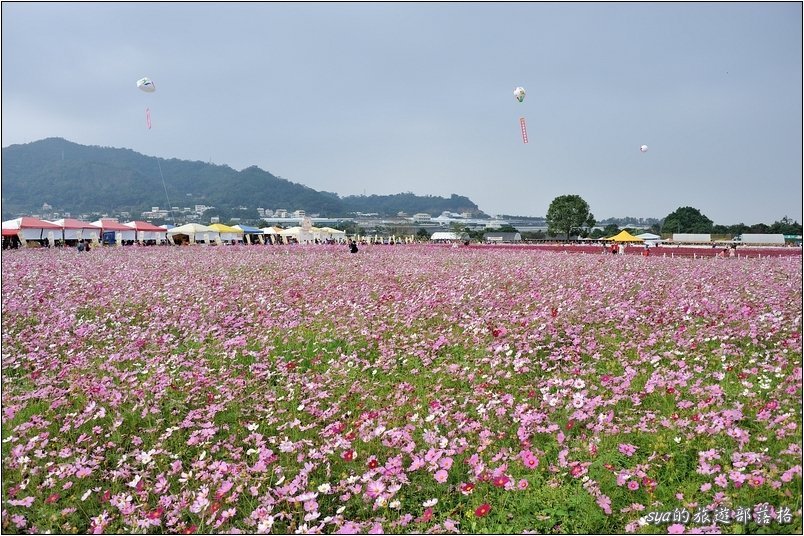 【台中 花季】新社花海 | 2013台中國際花毯節