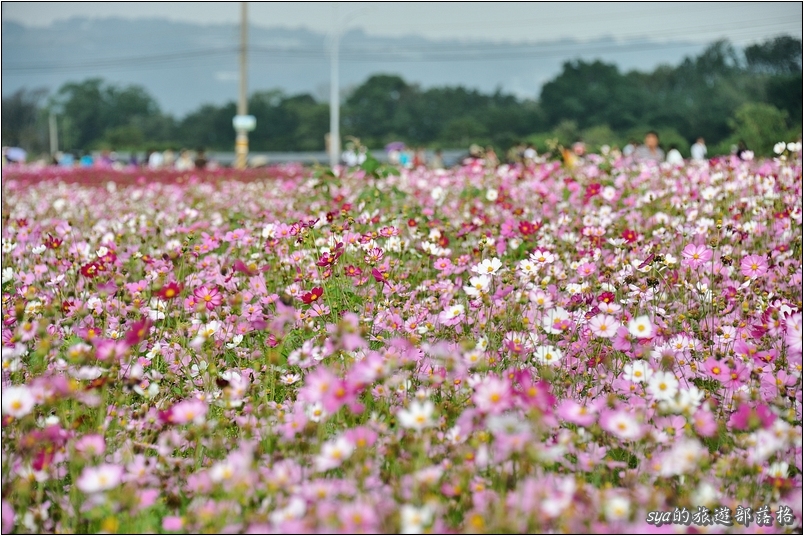 【台中 花季】新社花海 | 2013台中國際花毯節
