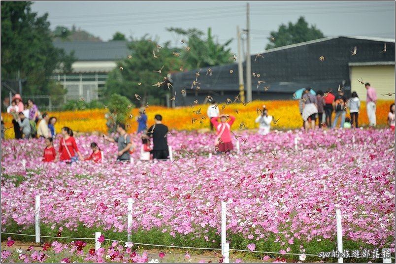 【台中 花季】新社花海 | 2013台中國際花毯節