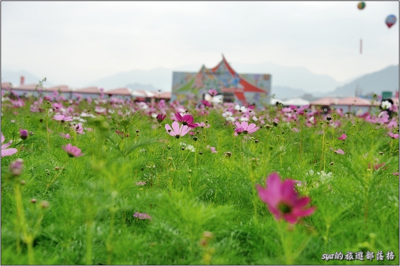 【台中 花季】新社花海 | 2013台中國際花毯節