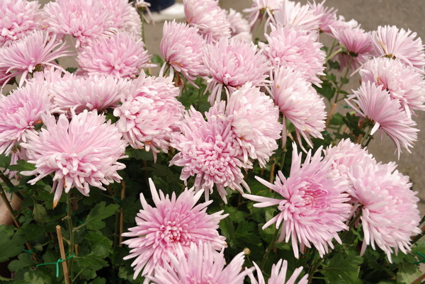 【台北 景點】台北的後花園。陽明山