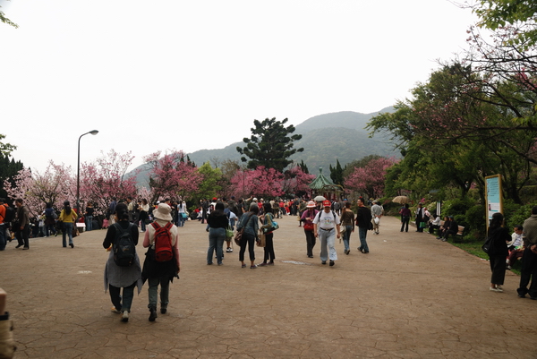 【台北 景點】台北的後花園。陽明山