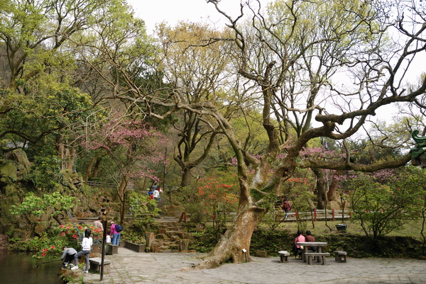 【台北 景點】台北的後花園。陽明山