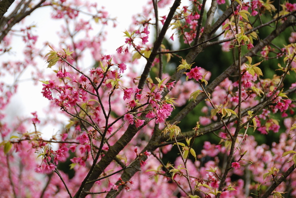 【台北 景點】台北的後花園。陽明山