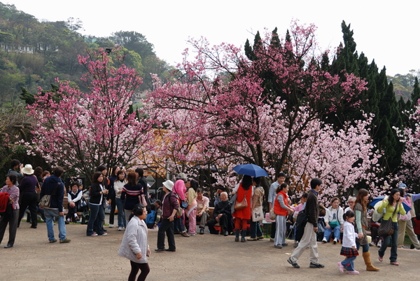 【台北 景點】台北的後花園。陽明山