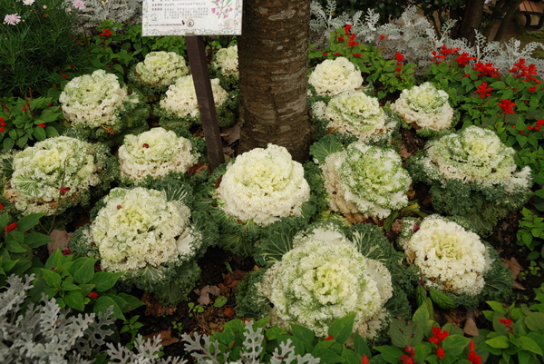 【台北 景點】台北的後花園。陽明山