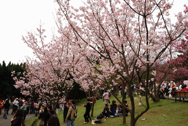 【台北 景點】台北的後花園。陽明山