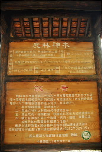 阿里山 | 日出、雲海、鐵路、森林、晚霞 (上)