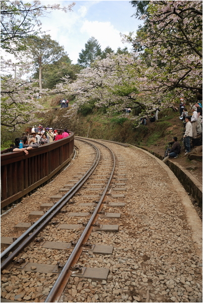 阿里山 | 日出、雲海、鐵路、森林、晚霞 (下)