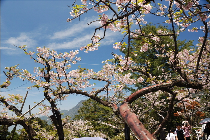 阿里山 | 日出、雲海、鐵路、森林、晚霞 (下)