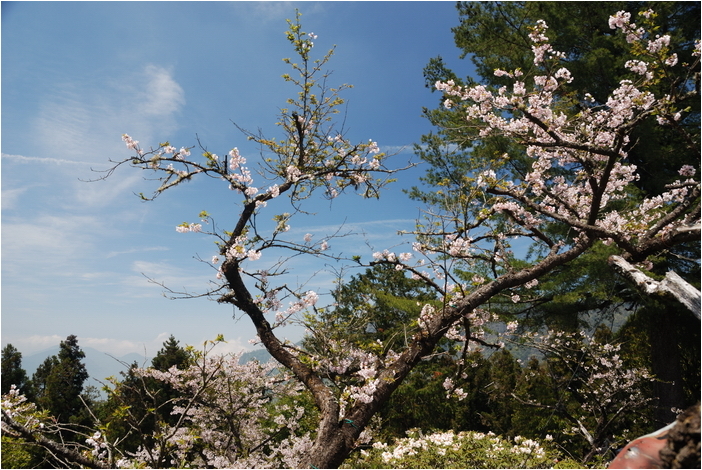 阿里山 | 日出、雲海、鐵路、森林、晚霞 (下)