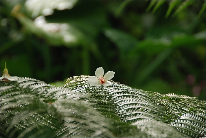 亞熱帶的五月雪。2008桐花季(油桐花坊、獅山遊客中心)