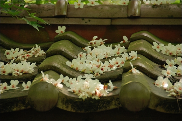 亞熱帶的五月雪。2008桐花季(油桐花坊、獅山遊客中心)