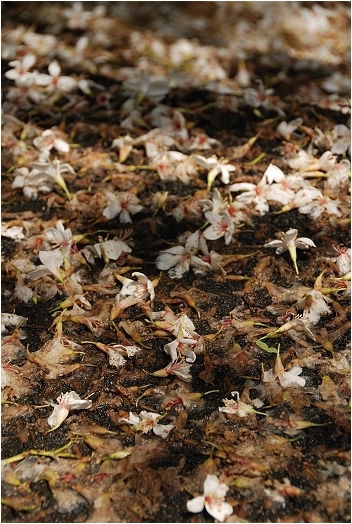 亞熱帶的五月雪。2008桐花季(油桐花坊、獅山遊客中心)