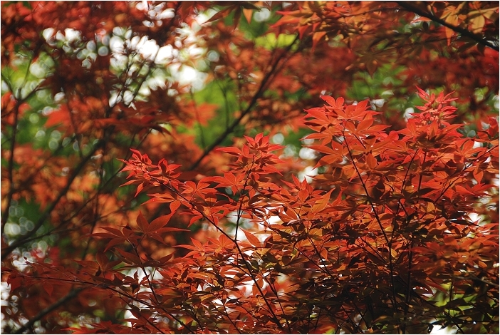 亞熱帶的五月雪。2008桐花季(油桐花坊、獅山遊客中心)