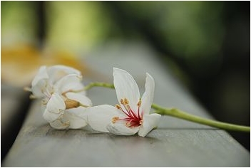 亞熱帶的五月雪。2008桐花季(油桐花坊、獅山遊客中心)