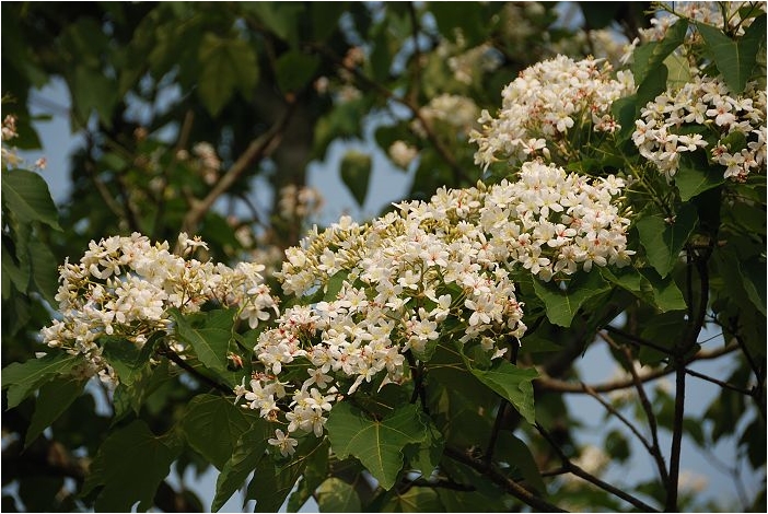 亞熱帶的五月雪。2008桐花季(油桐花坊、獅山遊客中心)