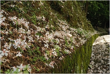 亞熱帶的五月雪。2008桐花季(油桐花坊、獅山遊客中心)