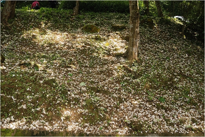 亞熱帶的五月雪。2008桐花季(油桐花坊、獅山遊客中心)