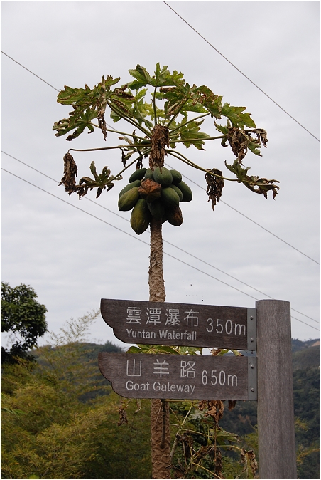 千年蝙蝠洞 | 岩壁上的比屋連甍，來到阿里山可以安排順遊的健行景點