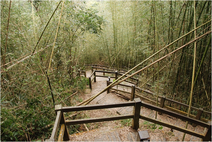 千年蝙蝠洞 | 岩壁上的比屋連甍，來到阿里山可以安排順遊的健行景點