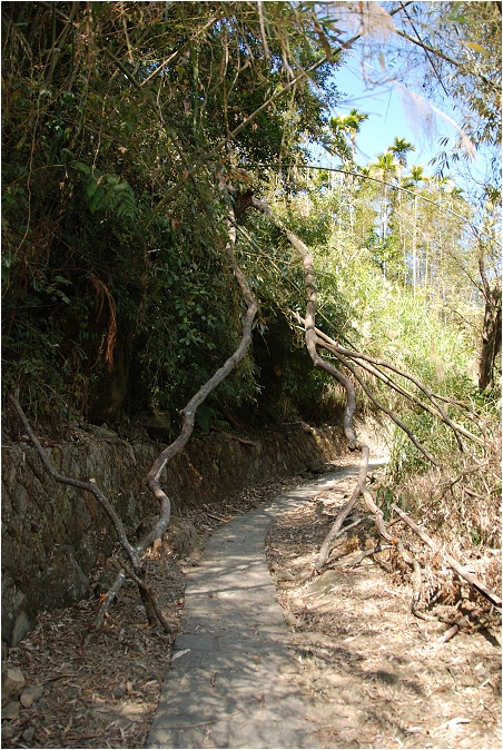 千年蝙蝠洞 | 岩壁上的比屋連甍，來到阿里山可以安排順遊的健行景點