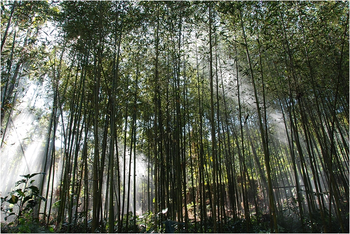 千年蝙蝠洞 | 岩壁上的比屋連甍，來到阿里山可以安排順遊的健行景點