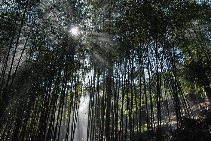 千年蝙蝠洞 | 岩壁上的比屋連甍，來到阿里山可以安排順遊的健行景點