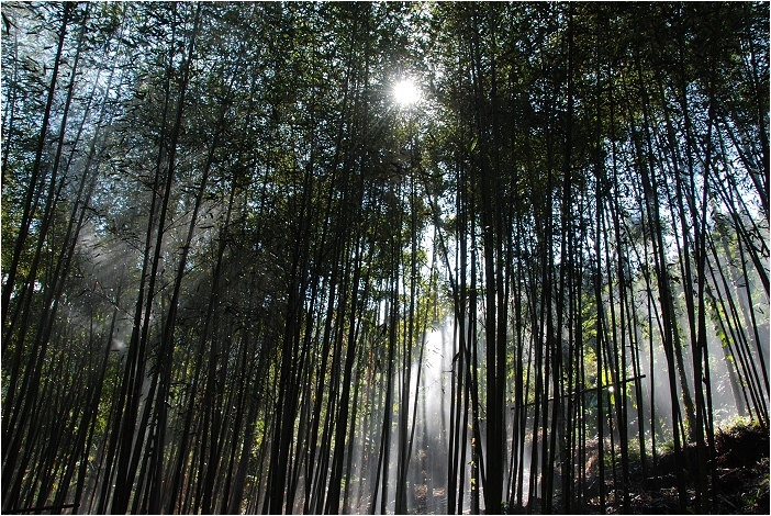 千年蝙蝠洞 | 岩壁上的比屋連甍，來到阿里山可以安排順遊的健行景點
