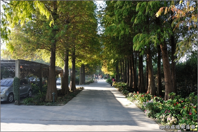 【彰化 景觀餐廳】菁芳園 落羽松林 | 歐洲般的景致