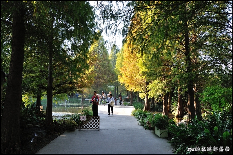 【彰化 景觀餐廳】菁芳園 落羽松林 | 歐洲般的景致