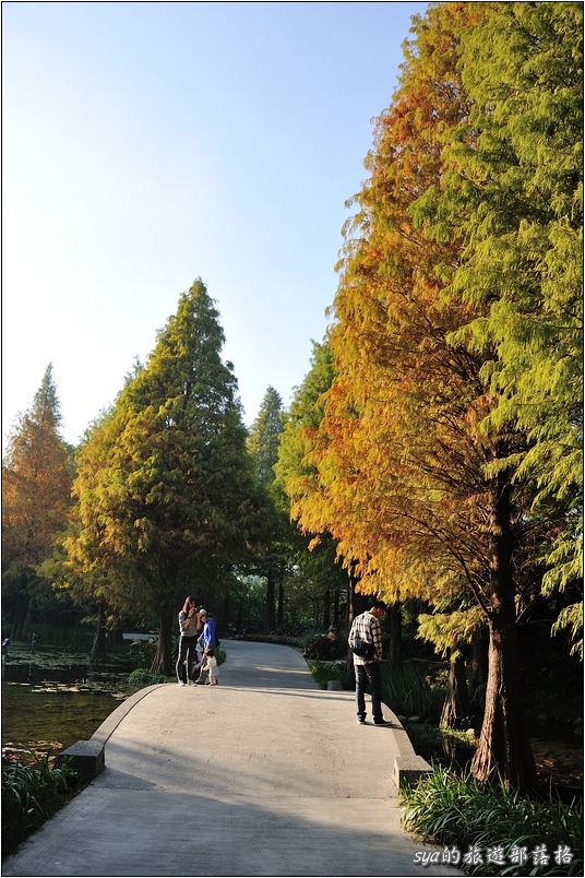 【彰化 景觀餐廳】菁芳園 落羽松林 | 歐洲般的景致