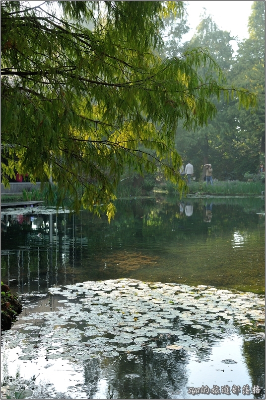 【彰化 景觀餐廳】菁芳園 落羽松林 | 歐洲般的景致