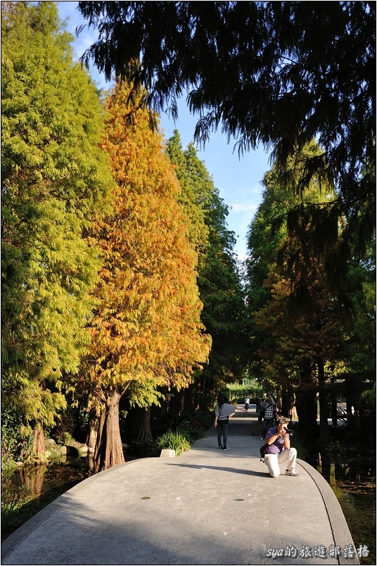 【彰化 景觀餐廳】菁芳園 落羽松林 | 歐洲般的景致