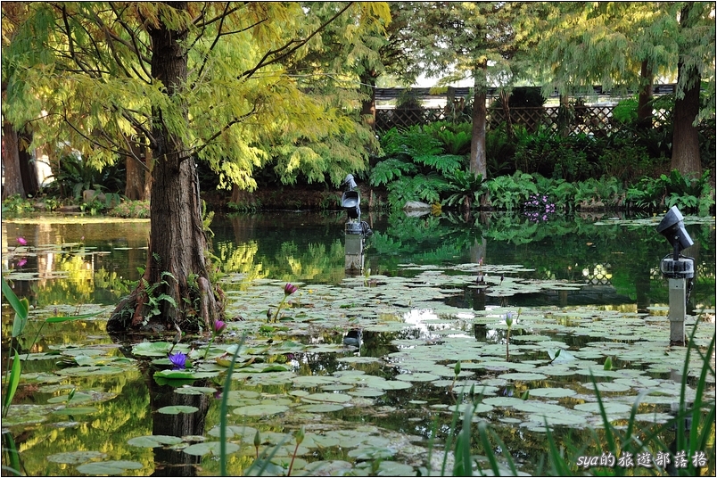 【彰化 景觀餐廳】菁芳園 落羽松林 | 歐洲般的景致