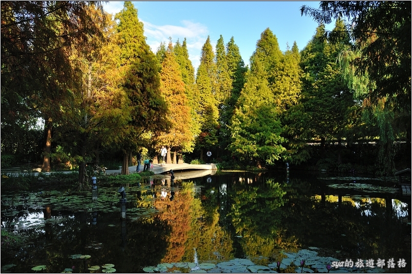 【彰化 景觀餐廳】菁芳園 落羽松林 | 歐洲般的景致