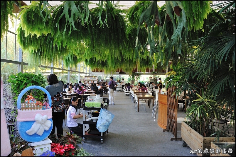 【彰化 景觀餐廳】菁芳園 落羽松林 | 歐洲般的景致