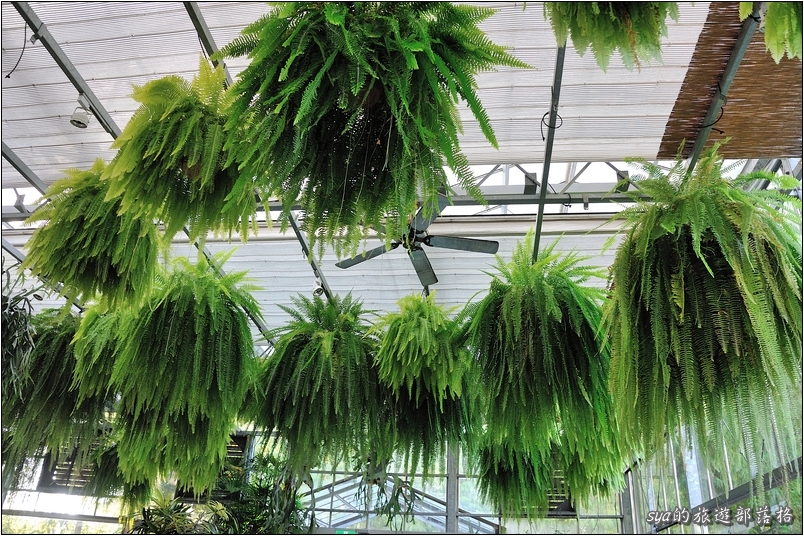 【彰化 景觀餐廳】菁芳園 落羽松林 | 歐洲般的景致