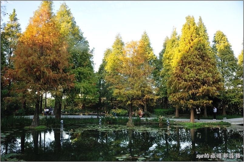 【彰化 景觀餐廳】菁芳園 落羽松林 | 歐洲般的景致