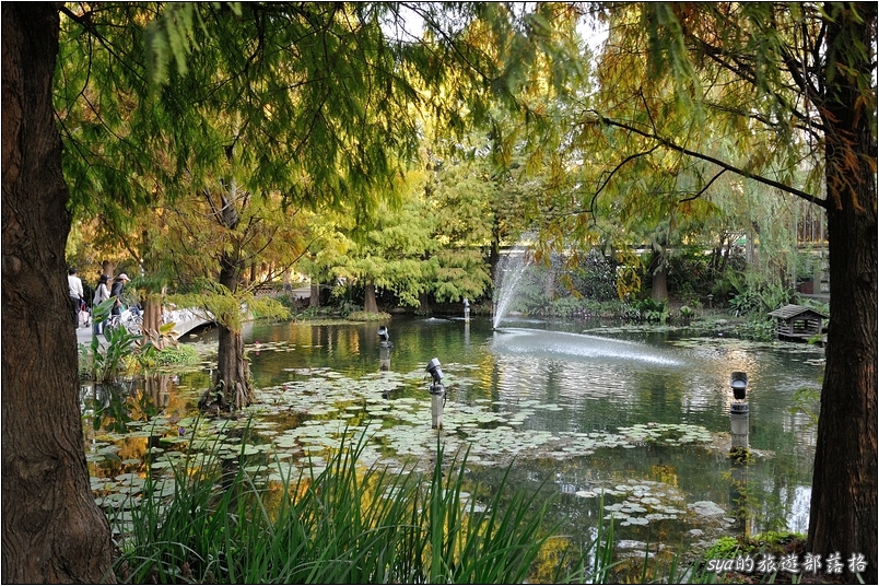 【彰化 景觀餐廳】菁芳園 落羽松林 | 歐洲般的景致