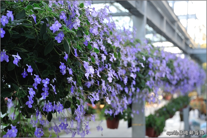 【彰化 景觀餐廳】菁芳園 落羽松林 | 歐洲般的景致