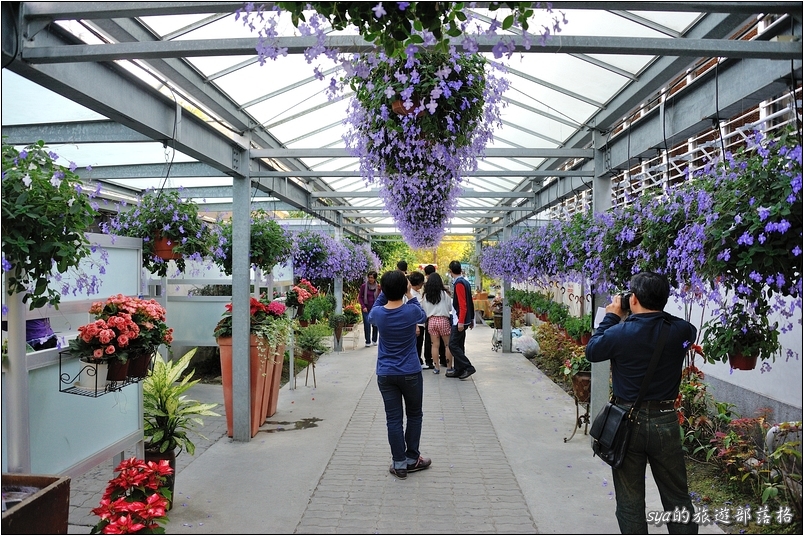 【彰化 景觀餐廳】菁芳園 落羽松林 | 歐洲般的景致