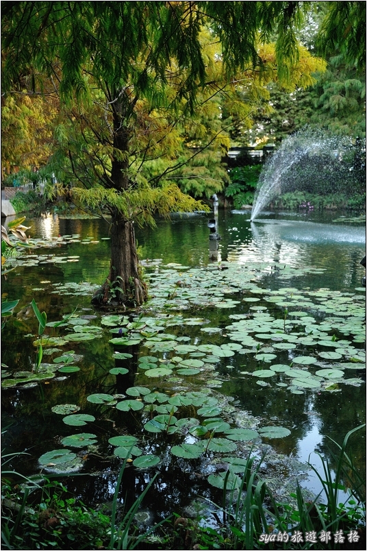 【彰化 景觀餐廳】菁芳園 落羽松林 | 歐洲般的景致