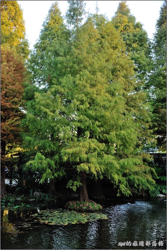 【彰化 景觀餐廳】菁芳園 落羽松林 | 歐洲般的景致